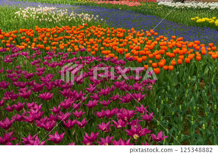 Brilliant tulips Brilliant tulips 125348882