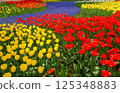 Colorful tulip field 125348883