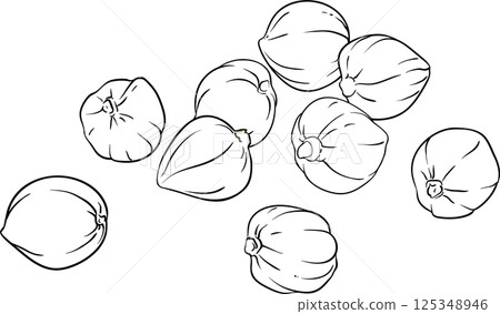 Kukui Nuts Outline Illustration. Kukui Nuts Outline Illustration. 125348946