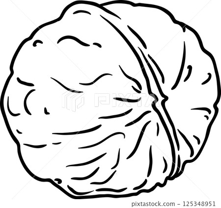 Walnut Outline Illustration. Organic natural nutritional healthy food ingredient, vegetarian diet product.  125348951