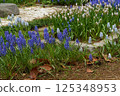 Muscari flowers 125348953