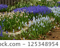 Blue Muscari Flower 125348954
