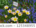 Lilac Wonder 125348955