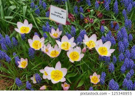 Lilac Wonder Lilac Wonder 125348955