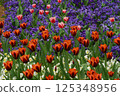  Colorful tulips 125348956