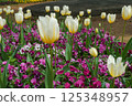 Tulips in full bloom shining in the spring sunshine 125348957