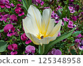 White tulip 125348958