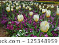 Tulips shining in the spring sunshine 125348959