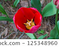 Red tulip 125348960