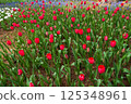 Red tulip 125348961