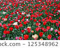 Tulips in full bloom shining in the spring sunshine 125348962