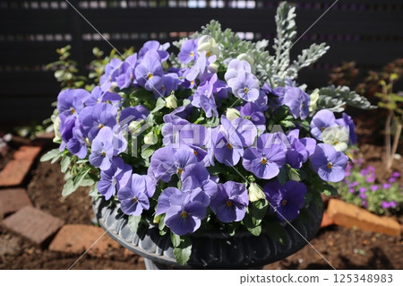 A pastel-colored viola arrangement grown from seed 125348983