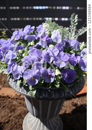 Pastel colored violas grown from seeds 125348984