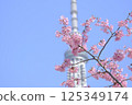 [Tokyo] Cherry blossoms 125349174