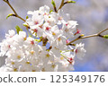 Cherry Blossoms	 125349176