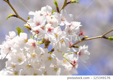 Cherry Blossoms	 125349176