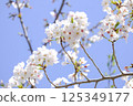 Cherry Blossoms	 125349177
