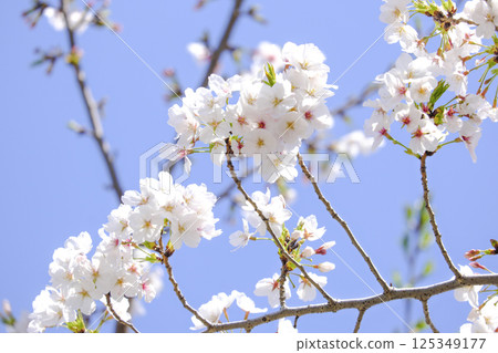 Cherry Blossoms	 125349177