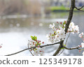 Cherry blossoms and Shinobazu Pond 125349178