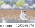[Tokyo] Black-headed gulls and Shinobazu Pond 125349179