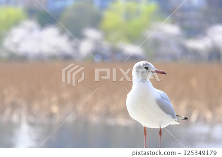 [Tokyo] Black-headed gulls and Shinobazu Pond 125349179