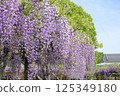 Wisteria trellis 125349180
