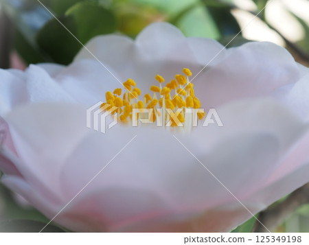 Gentle spring colors of camellia (20250412140556) 125349198