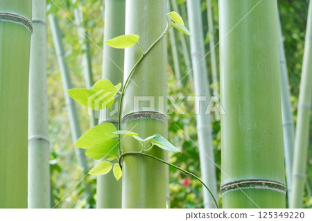 竹林深處的常春藤(松江市) 竹林深處的常春藤(松江市) 125349220