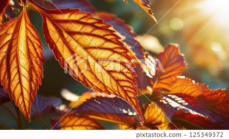 Autumn leaves Autumn leaves 125349372