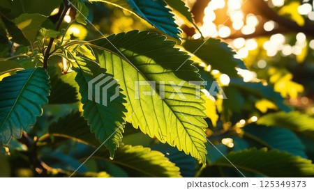 Mulberry leaves and sunlight shining through 125349373