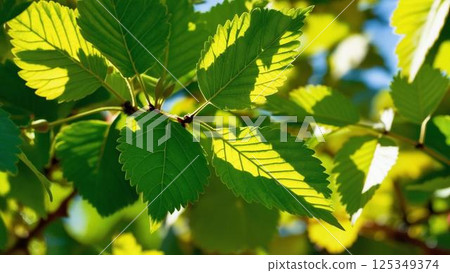 Mulberry leaves illuminated by sunlight Mulberry leaves illuminated by sunlight 125349374