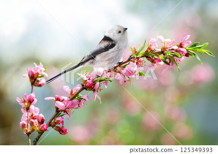 Bird perching on branch of blooming almond tree with pink flowers. Long tailed tit. Aegithalos caudatus Bird perching on branch of blooming almond tree with pink flowers. Long tailed tit. Aegithalos caudatus 125349393