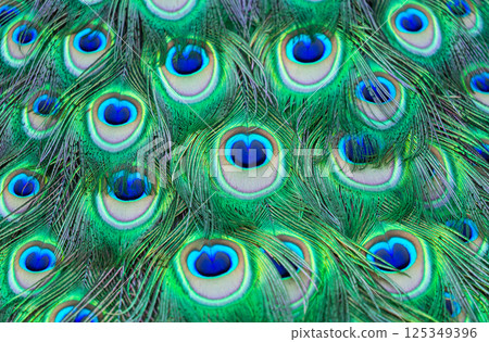 peacock feathers as background 125349396