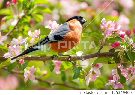 Little bird perching on branch of blossom apple tree with pink flowers. Bullfinch. Pyrrhula pyrrhula 125349400
