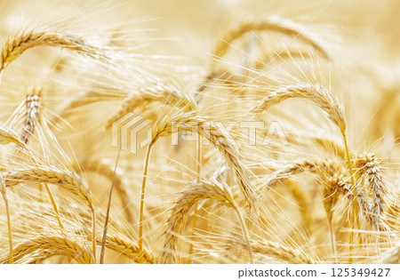ripening rye ears in field 125349427