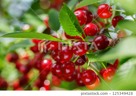 Fresh ripe red cherries hanging on tree in orchard garden 125349428