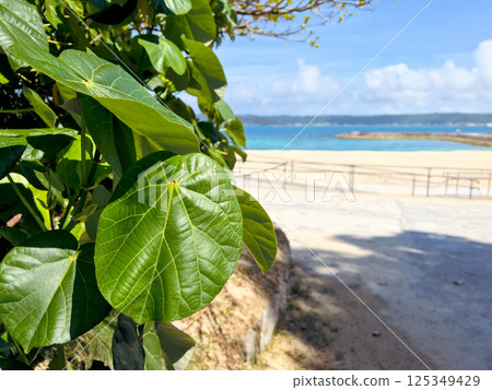 Tropical green leaves with the ocean and sandy beach of Okinawa in the background Tropical green leaves with the ocean and sandy beach of Okinawa in the background 125349429