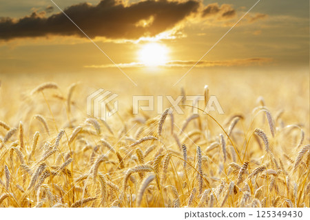Rye field. Close up of ripping rye ears. Sunrise or sunset time. Crop field Rye field. Close up of ripping rye ears. Sunrise or sunset time. Crop field 125349430