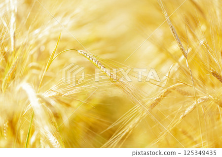 ripening barley ears in field ripening barley ears in field 125349435