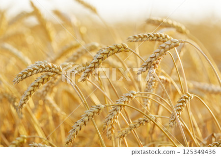 Wheat field. Close up of ripping wheat ears. Crop field Wheat field. Close up of ripping wheat ears. Crop field 125349436