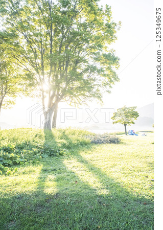 陽光透過樹林灑滿的公園 125349675