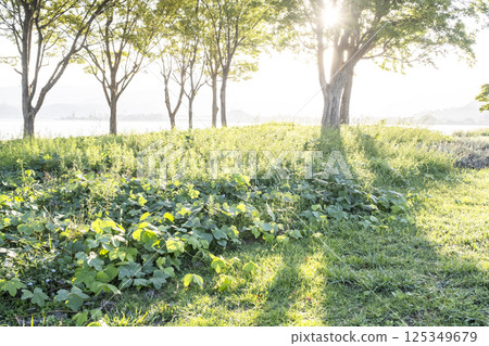 陽光透過樹林灑滿的公園 陽光透過樹林灑滿的公園 125349679