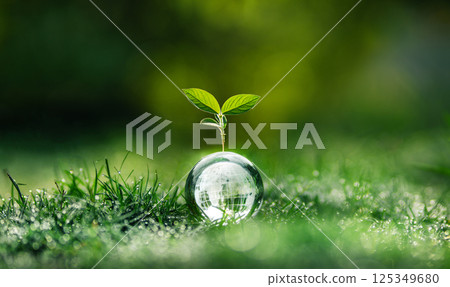 World and Environment Concept A small tree grows on a glass ball on the lawn in the morning. World and Environment Concept A small tree grows on a glass ball on the lawn in the morning. 125349680
