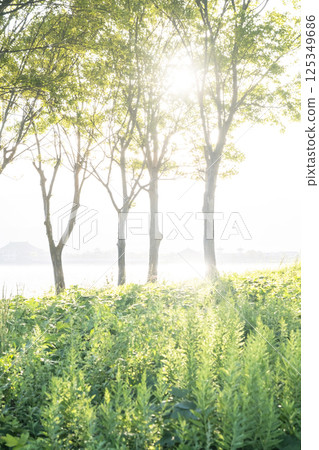 A park where the sun shines through the trees 125349686