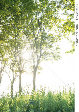 A park where the sun shines through the trees A park where the sun shines through the trees 125349687