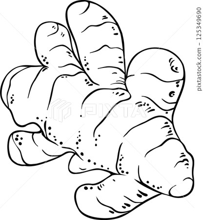 Turmeric Root Outline Illustration Turmeric Root Outline Illustration 125349690