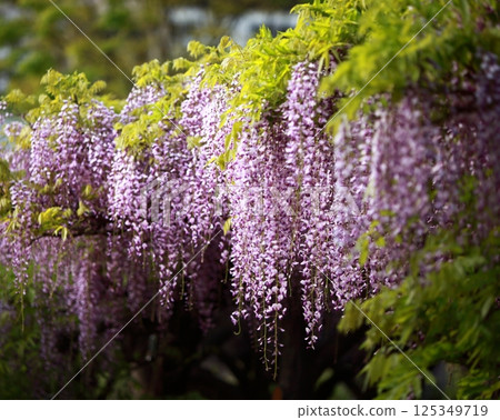 清晨陽光照射下的紫藤花 125349719