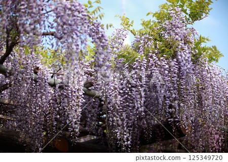 盛開的紫藤花 125349720