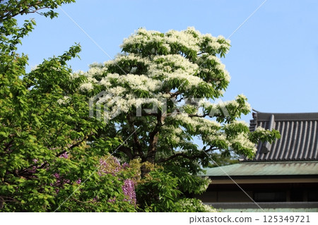 龜戶天神 - Nanjamonja 樹 125349721