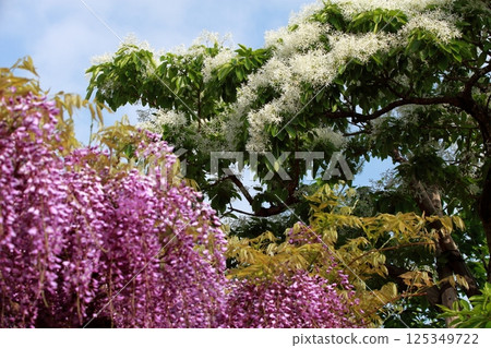 紫藤花和紫藤樹 125349722